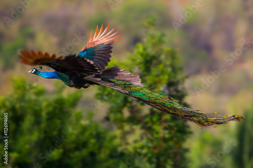 Male Indian peafowl, Blue peafowl(Pavo, cristatus) flying in real nature in Thailand photo