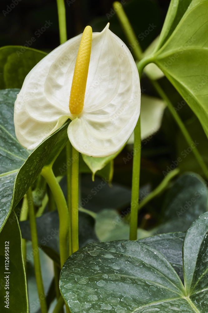 Obraz premium Anthurium white