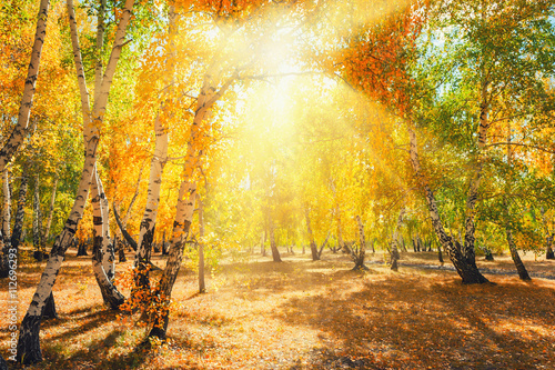 Autumn forest with yellow trees on a sunny day