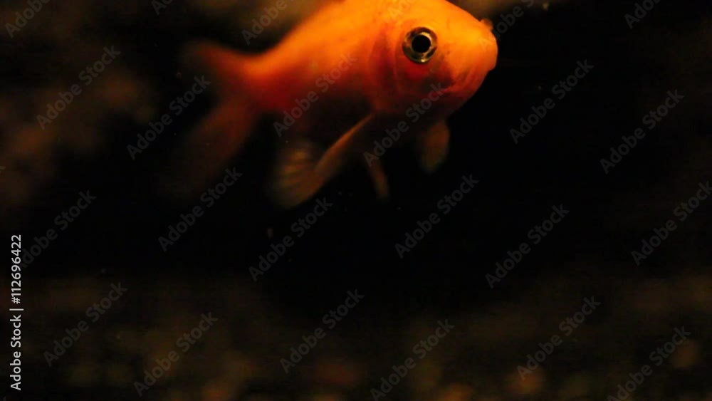 Goldfish closeups Goldfish closeups