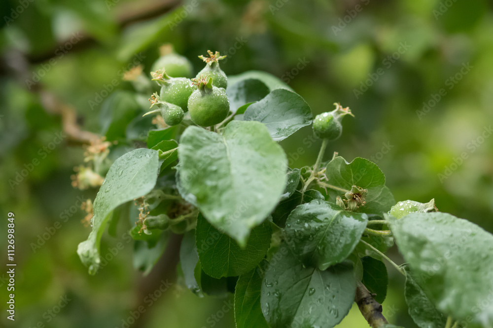 morning Apple orchard after rain morning Apple orchard after rain