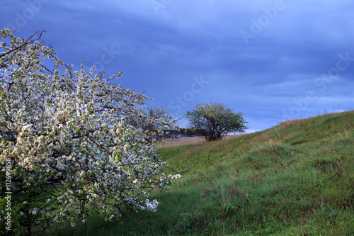 blossoming apple tree on the river bank