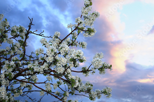 flowering branches of apple trees in the sunset