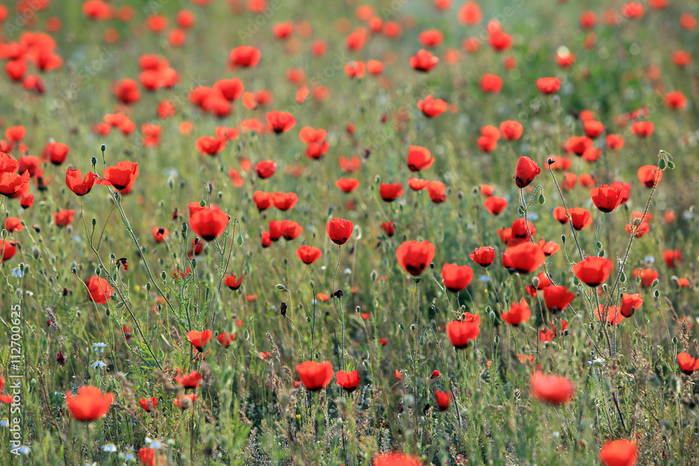 Fototapeta premium Poppy flowers field, close-up early in the morning