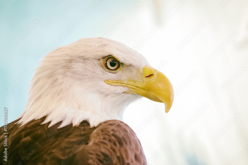 Portrait of a bald eagle (lat. haliaeetus leucocephalus) Portrait of a bald eagle (lat. haliaeetus leucocephalus)
