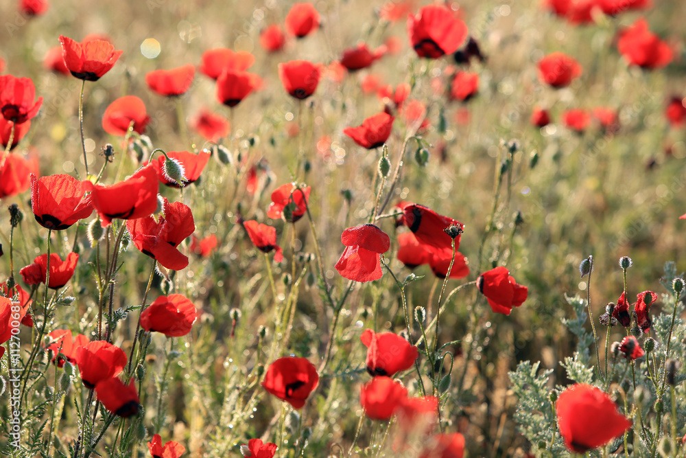 Obraz premium Pole kwiatów maku, zbliżenie wcześnie rano