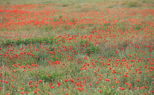 Poppy flowers field  close-up early in the morning