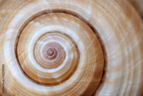 Large sea shell swirl,background ,close up