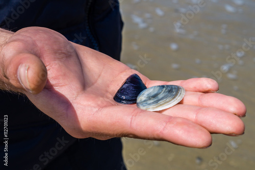 Muscheln in der Hand photo