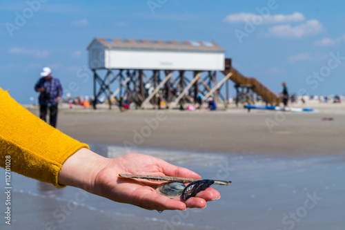 Sankt Peter-Ording Muscheln photo