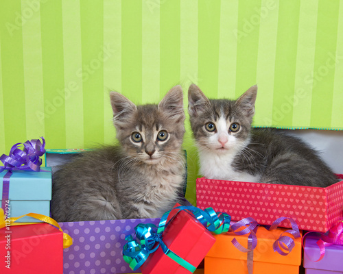 two month old tabby kittens peeking out of birthday present in a pile of brightly colored boxes with party hats, bright green stripped background with space for copy above