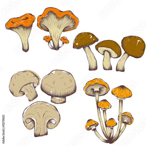 vector hand drawn illustrations of mushrooms set