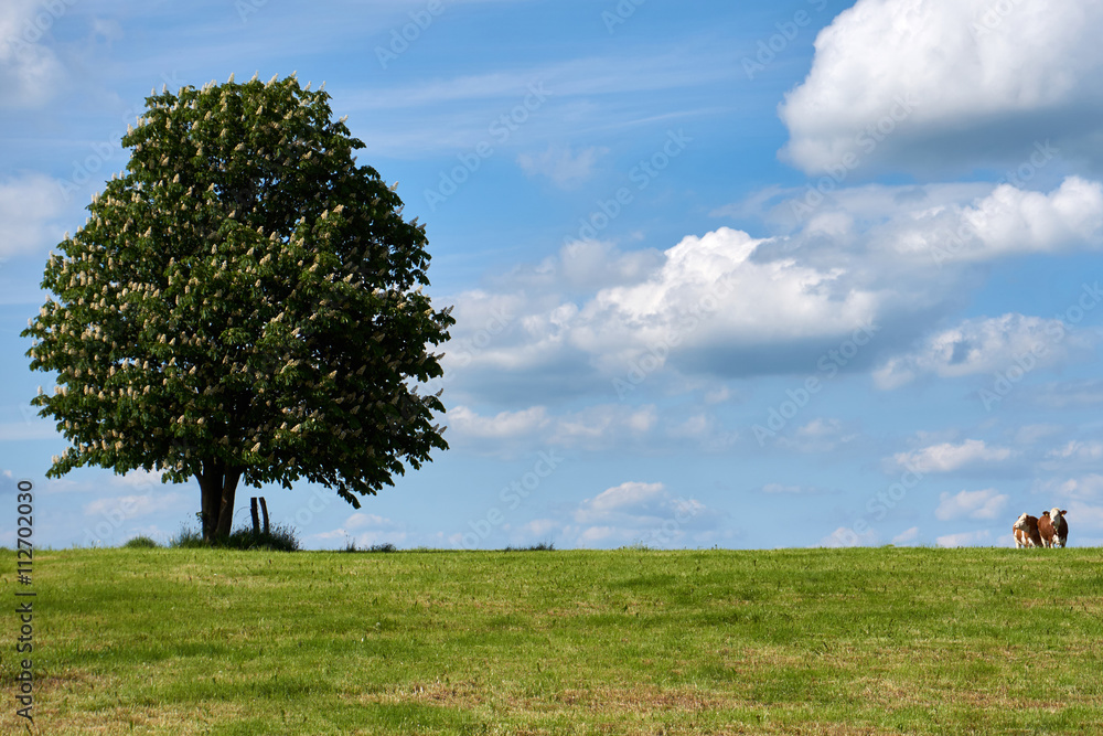 Fototapeta premium Landschaft mit blühendem Baum, Wiese und bewölktem Himmel