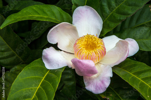 Gustavia Blume Blüte