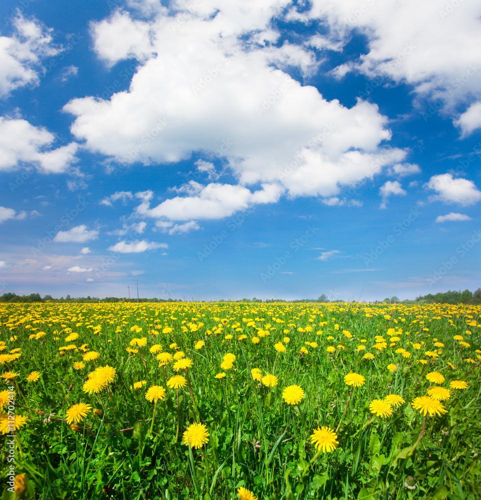 Obraz premium Yellow flowers field under blue cloudy sky