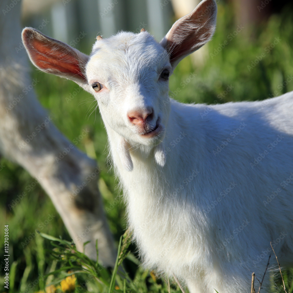Fototapeta premium Goat with kids on a meadow