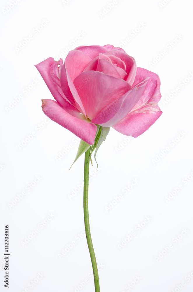 beautiful single pink rose on a white background beautiful single pink rose on a white background