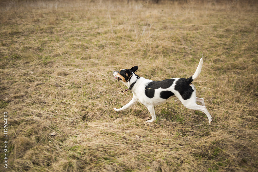 Cute funny parson russel terrier dog quickly running outside. Walking dog.

