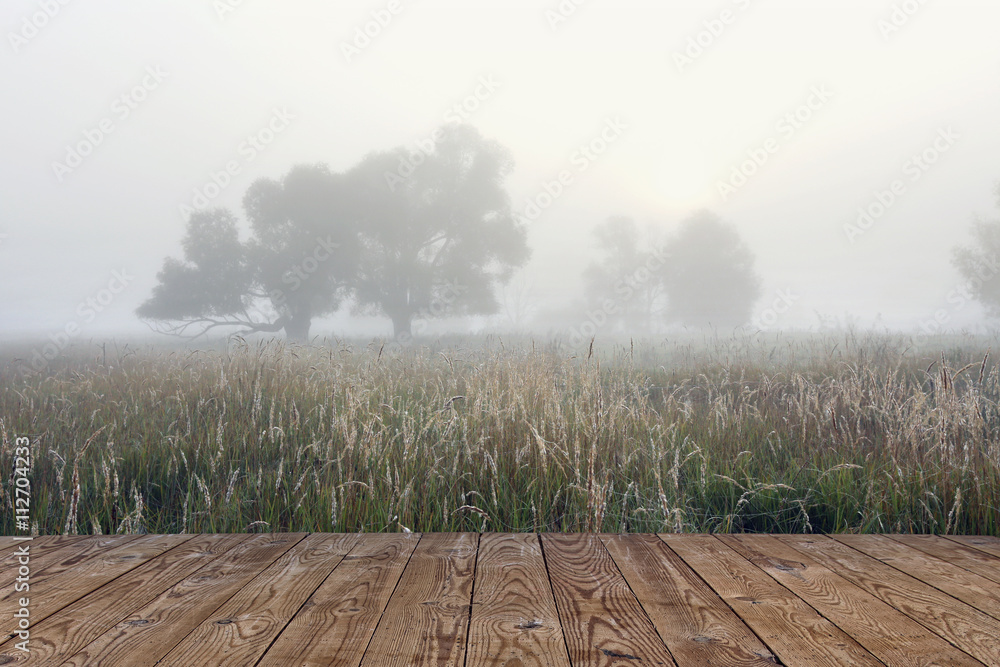 thick fog in an oak grove thick fog in an oak grove