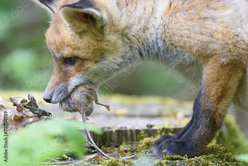 nature red fox young fox pup  photo