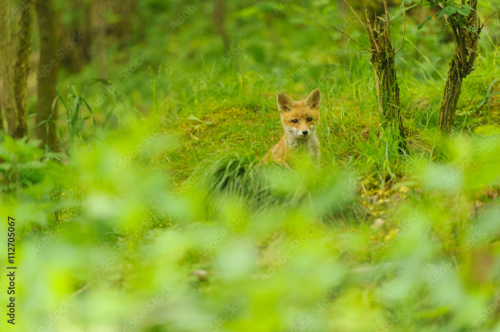 nature red fox young fox pup 