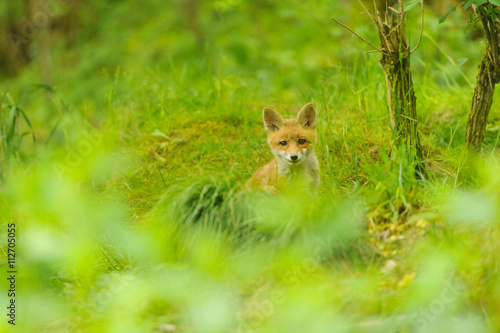 nature red fox young fox pup 