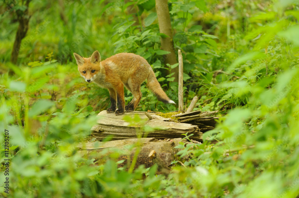 Fototapeta premium Fuchs Jungfuchs