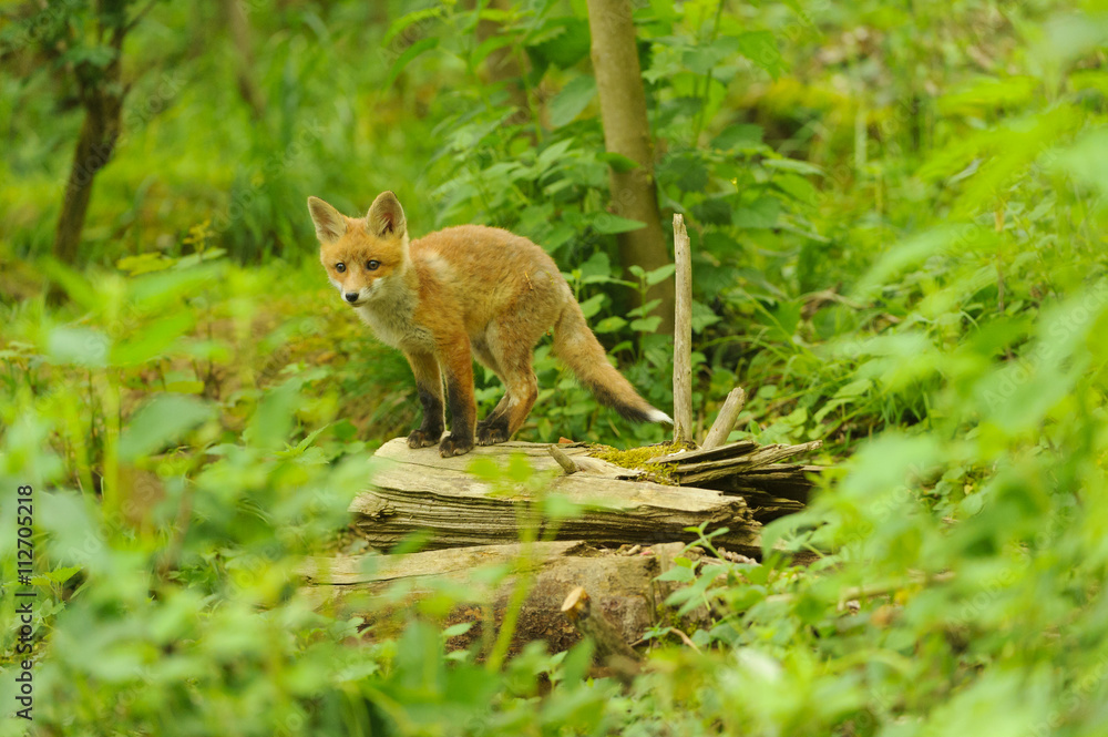 Fuchs Jungfuchs Fuchs Jungfuchs