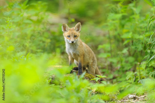 Jungfuchs junger rotfuchs - jung red fox  © artepicturas