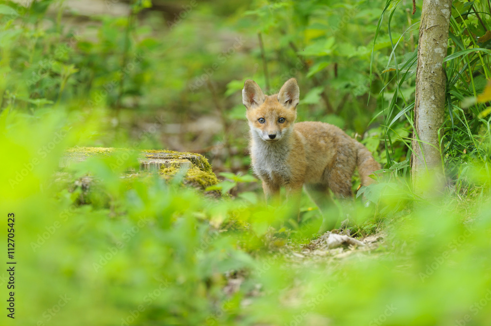 Fuchs Junge Rotfuchs Jungfuchs - fox young fox kit Fuchs Junge Rotfuchs Jungfuchs - fox young fox kit