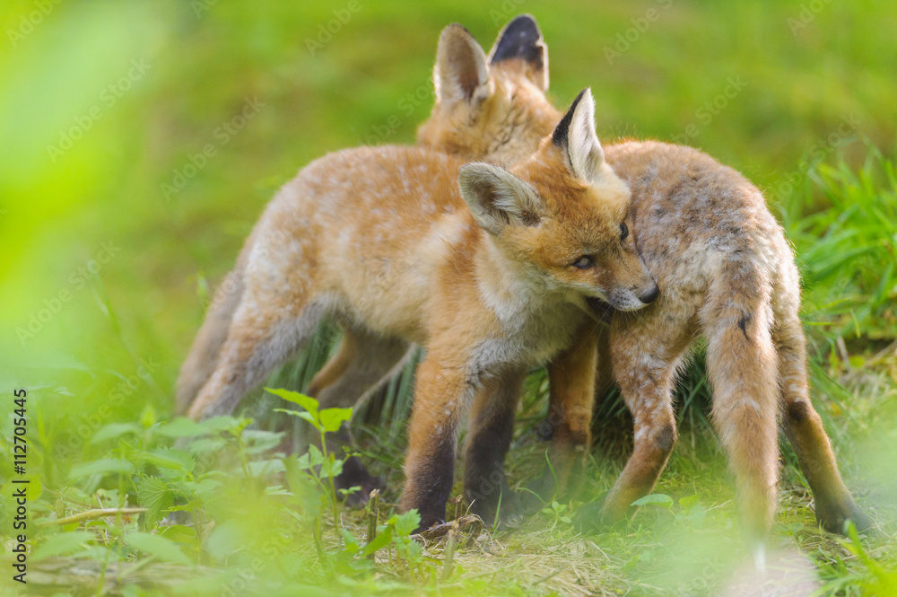 Fuchs Junge Rotfuchs Jungfuchs - fox young fox kit