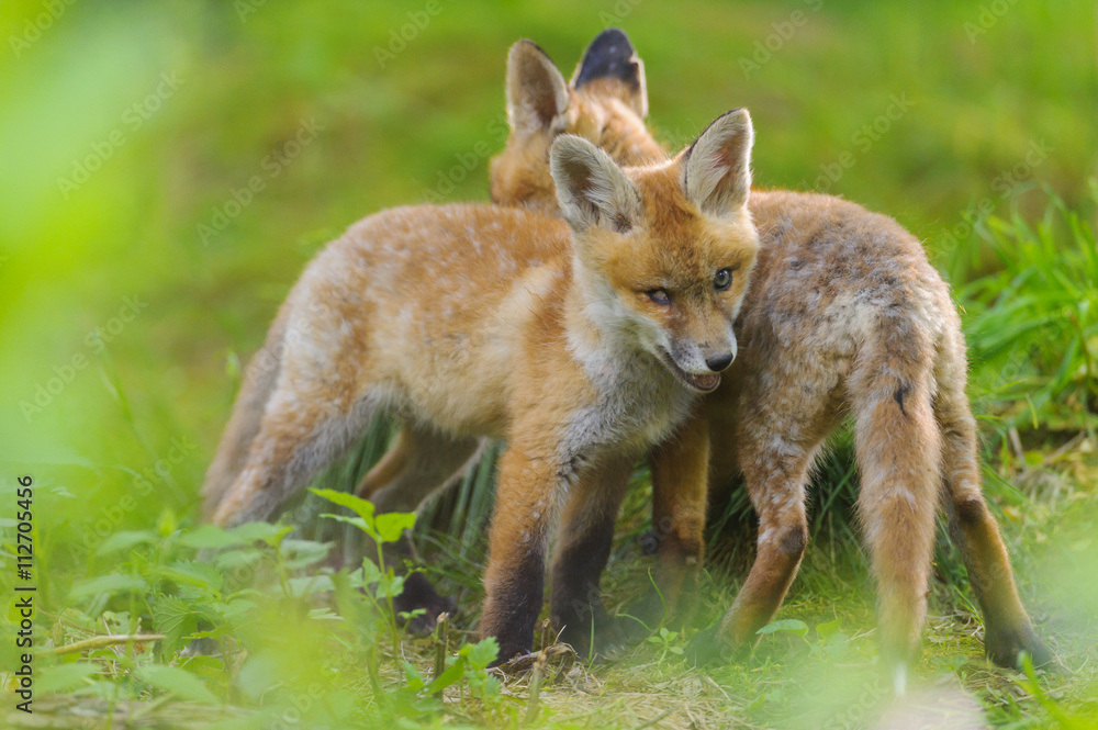 Fuchs Junge Rotfuchs Jungfuchs - fox young fox kit
