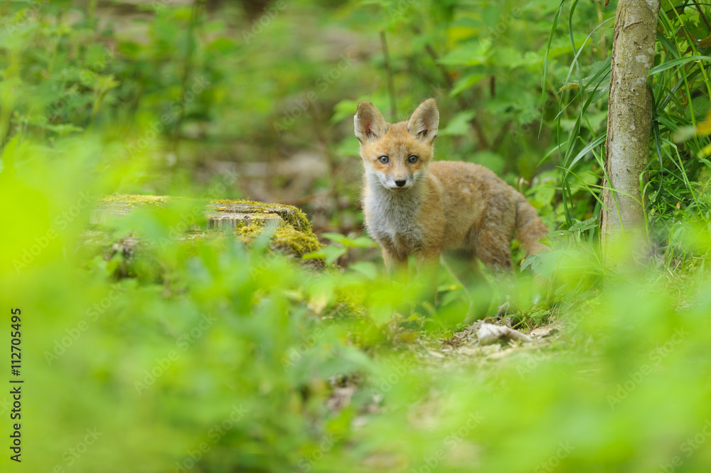Fuchs Junge Rotfuchs Jungfuchs - fox young fox kit Fuchs Junge Rotfuchs Jungfuchs - fox young fox kit