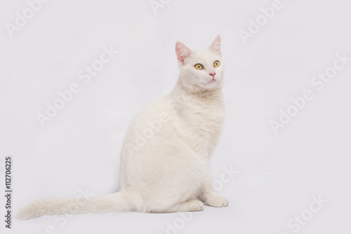 Fototapeta Naklejka Na Ścianę i Meble -  white cat with yellow eyes