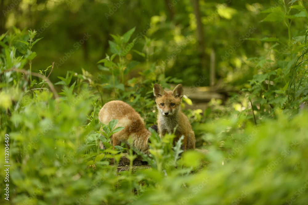 Obraz premium Fuchs Junge Rotfuchs Jungfuchs - fox young fox kit