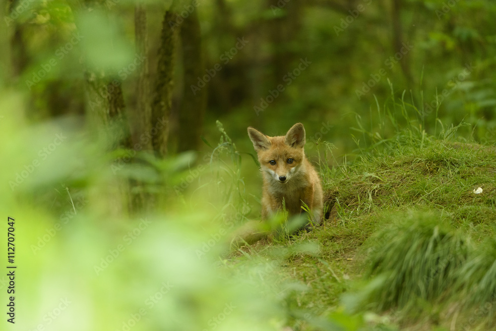 Jungfuchs junger rotfuchs - jung red fox Jungfuchs junger rotfuchs - jung red fox