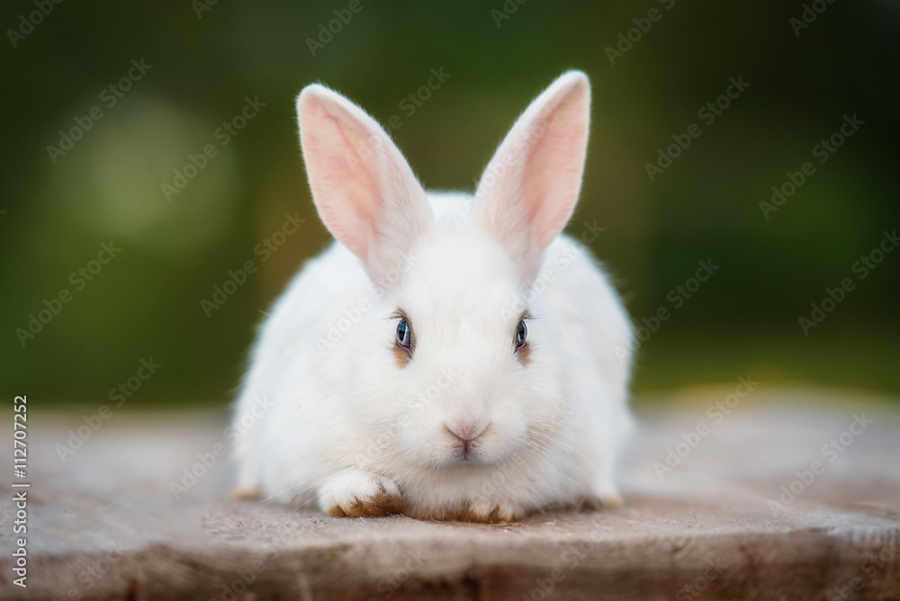 Little dwarf rabbit in summer Little dwarf rabbit in summer