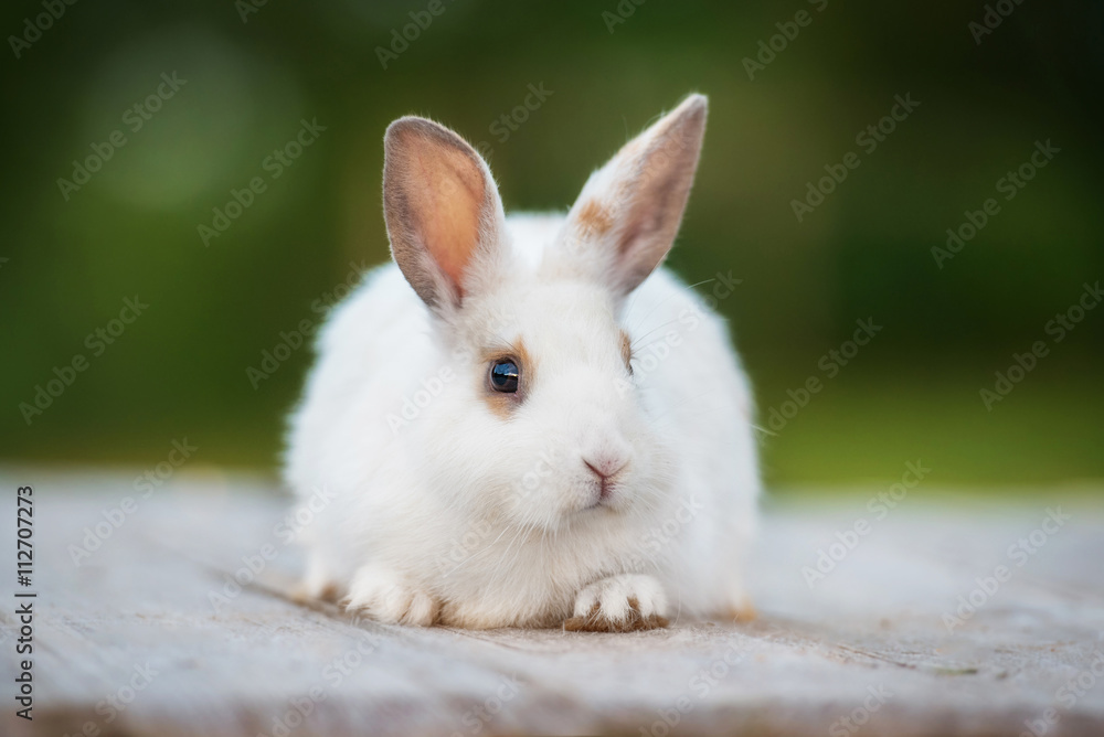 Little dwarf rabbit with big ears Little dwarf rabbit with big ears