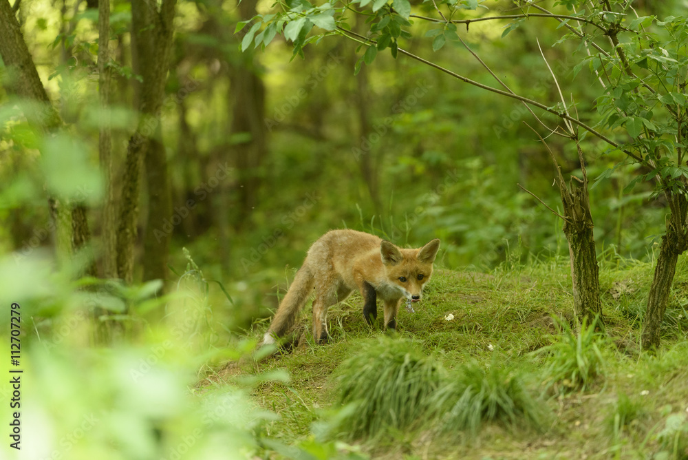 Jungfuchs junger rotfuchs - jung red fox Jungfuchs junger rotfuchs - jung red fox