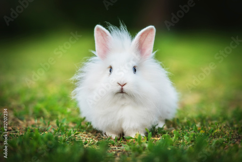 Little white angora rabbit walking outdoors in summer
