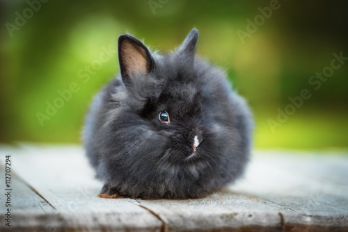 Little black angora rabbit photo