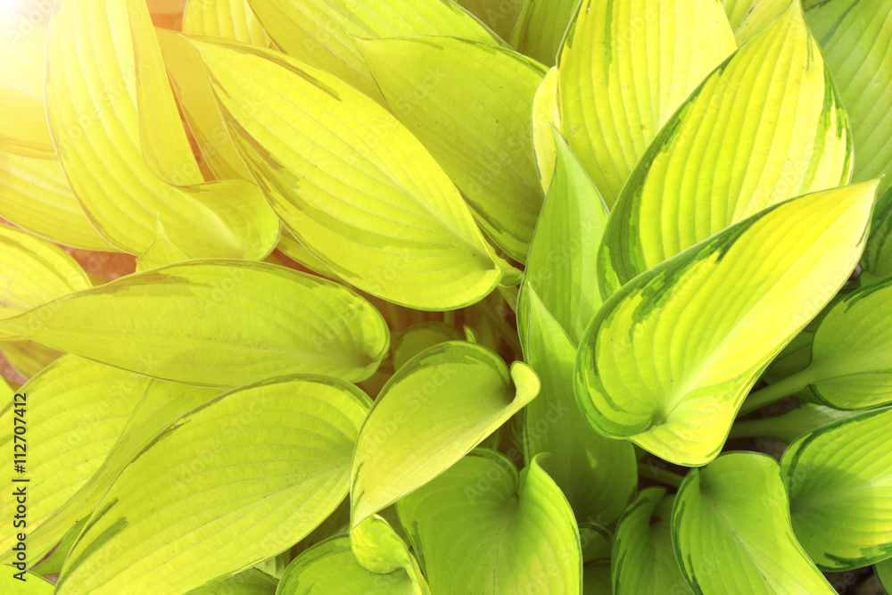Obraz premium Green leaves of a hosta