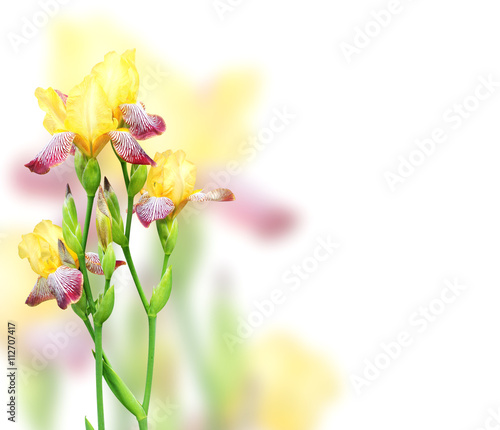 Flowers of iris of yellow and purple colors