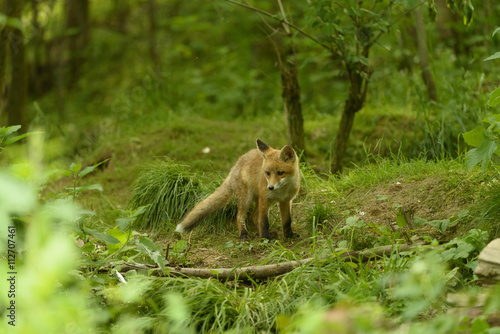Wallpaper Mural Fuchs Jungfuchs Torontodigital.ca