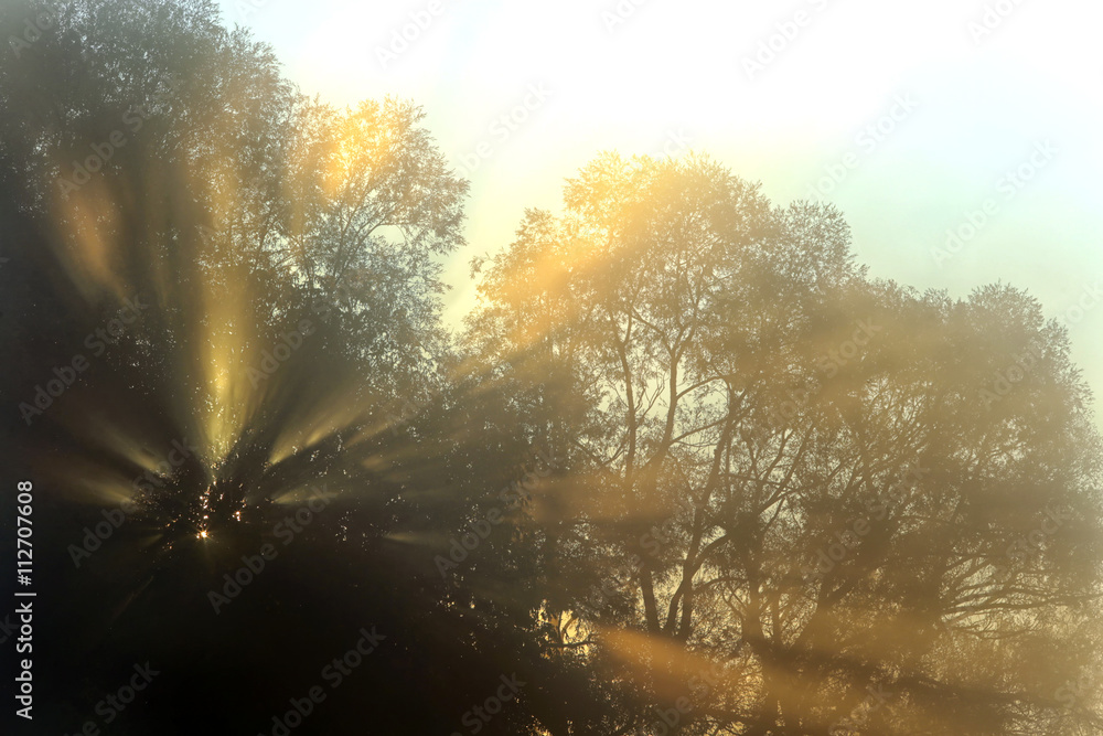 sun rays through the trees in the fog sun rays through the trees in the fog