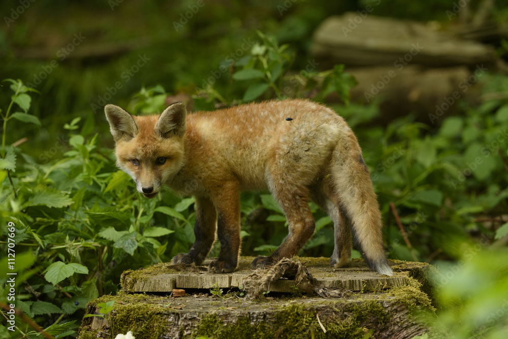 fox young fox pup 