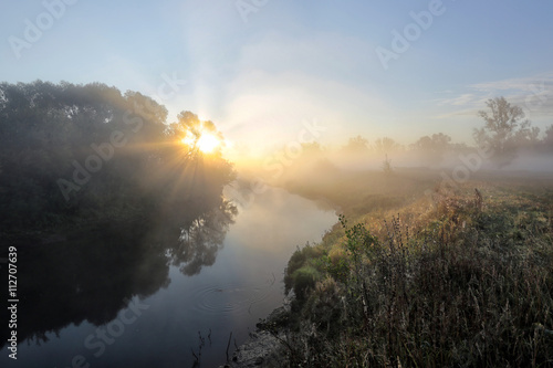 sun rays through the trees in the fog