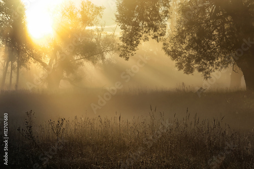 sun rays through the trees in the fog