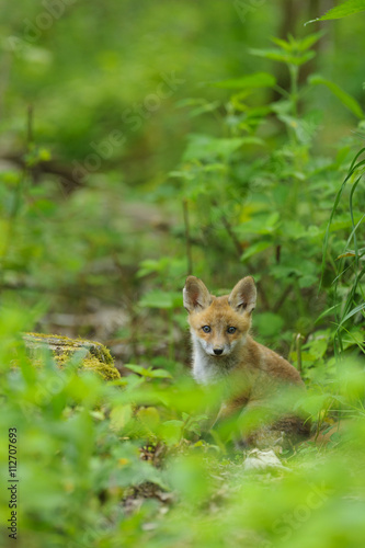 fox young fox pup 