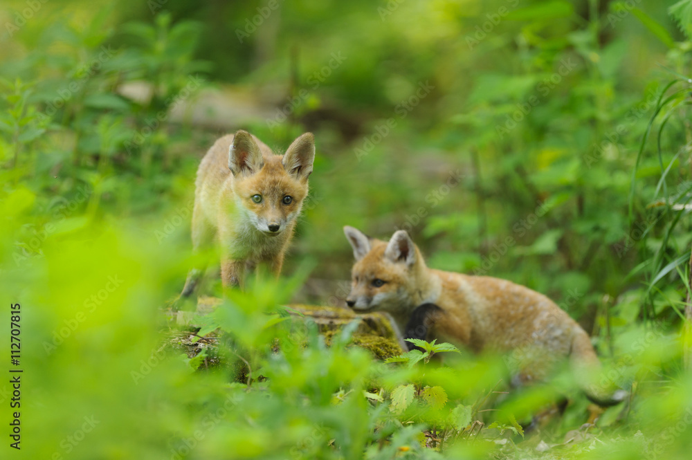 fox young fox pup fox young fox pup